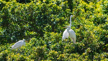 Penfold Park is one of the major habitats of wild migratory waterbirds in Hong Kong. Egrets can easily be spotted around the park.
